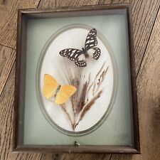 Common yellow glider for sale  SUTTON-IN-ASHFIELD