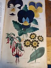 Antique book floricultural for sale  BEDFORD