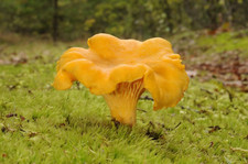 Cantharellus cibarius micelio usato  Roma