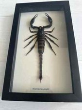 Real scorpion heterometrus for sale  BORDON