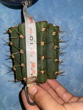 T.terscheckii talea 13cm usato  Siena