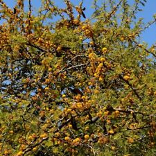 5 Graines de Acacia Caven, Vacchelia Caven, Mimosa du Chili, usado comprar usado  Enviando para Brazil