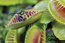 Semillas Venus Flytrap ~ Plantas carnívoras ~ Carnívoro ~ Proyectos científicos ~ Haz crecer tu muy segunda mano  Embacar hacia Argentina