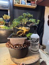 Desmodium vietnamese blue for sale  Houston