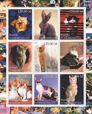 Cats feline pet for sale  BOURNEMOUTH