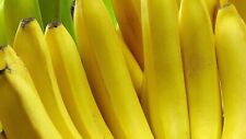 Sweetheart banana musa for sale  Fresno