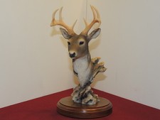 Beautiful white tailed for sale  Owatonna