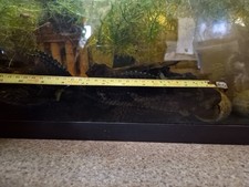 pleco for sale  SOUTH MOLTON
