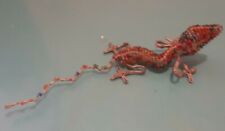 tokay gecko for sale tokay gecko for sale Oklahoma City