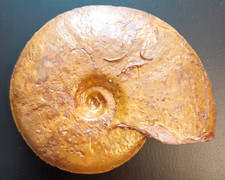 Leioceras paliniforme schöne gebraucht kaufen  Dunningen