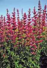 Agastache mexicaine graines d'occasion  Luzech