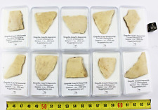 Coquille œuf fossile d'occasion  France