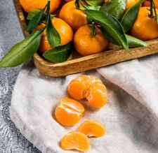 Tangerine 4ft tree. for sale  Oviedo