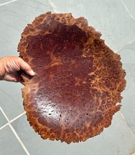 Beautiful large australian for sale  CHARD