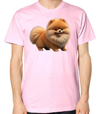 pup pomeranian for sale pup pomeranian for sale NOTTINGHAM