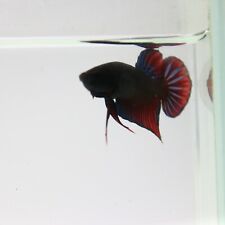 Aquarium betta live for sale  Shipping to Ireland