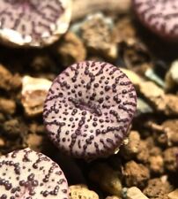 Conophytum obcordellum pictura for sale  Seattle