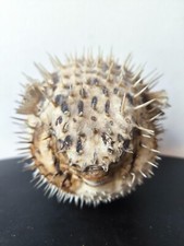 Poisson globe diodon d'occasion  Paris XV