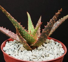 Aloe cultivar fang for sale  Miami