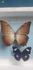 Morpho theseus ssp d'occasion  Couëron