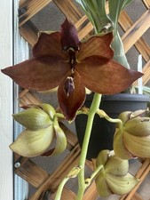Orchid plant cyc for sale  Honolulu