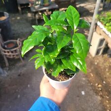 Coffee arabica 4inches for sale  Covina