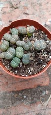 Living stone crops for sale  EGHAM