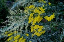 Acacia baileyana for sale  NORWICH