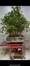 Bosco pre bonsai usato  Reggello