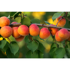 apricot tree for sale apricot tree for sale Denver