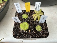 Pinguicula collection for sale  ROTHERHAM