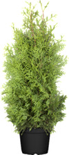 Thuja ccidentalis brabant gebraucht kaufen  Westerstede