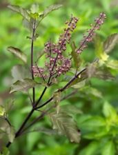 Basilico indiano tulsi usato  Spedire a Italy