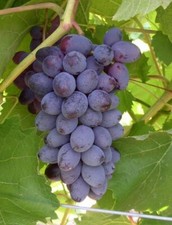 Fredonia black blue for sale  Weyauwega