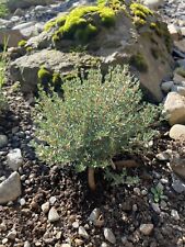 Thyme seeds 450 for sale  PEEBLES