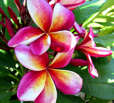Graines frangipanier tachetéh d'occasion  Sanary-sur-Mer