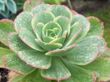 Sukkulenten aeonium rion gebraucht kaufen  Wilhelmshaven