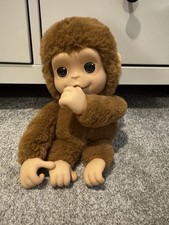 little pet live for sale  NORTHAMPTON