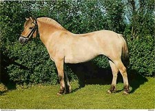 Animaux chevaux portrait d'occasion  Fruges