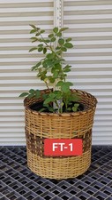 One florentine rose for sale  Kingsburg