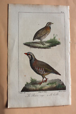 Gravure colorée oiseaux d'occasion  Brioude