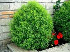 Kochia tricophylla cipressino usato  Reggio Calabria