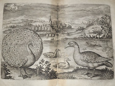 Engraving. birds. peacock. d'occasion  Expédié en Belgium
