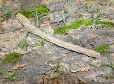 Kork rückwand korkast gebraucht kaufen  Bünde