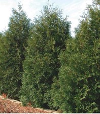 American arborvitae northern for sale American arborvitae northern for sale  Mankato