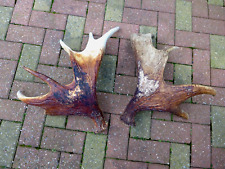 Pair moose antlers for sale  WALLASEY