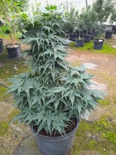 Acer palmatum mikawa gebraucht kaufen  Dillingen a.d.Donau