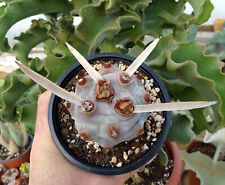 Tephrocactus articulatus big d'occasion  Servian