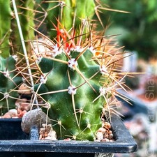 Echinocereus triglochidiatus s for sale  BIRMINGHAM
