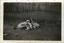 Photo ancienne vintage d'occasion  Paris XI